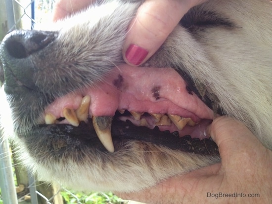 A person in red fingernails holding open the mouth of a large breed dog that has brown, tan and black tarter on his teeth.