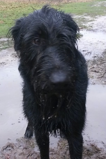 A wet Sacha the Dobie Schnauzer is standing in a muddy puddle