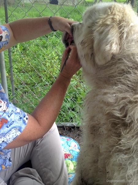 A furry, thick-coated, extra large breed dog sitting down while a vet sits next to him, lifts his lip and scrapes his teeth with a tool.