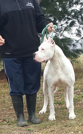 Gone to the Dogos Kilo the Dogo Argentino standing next to his owner who is holding his head up with the leash