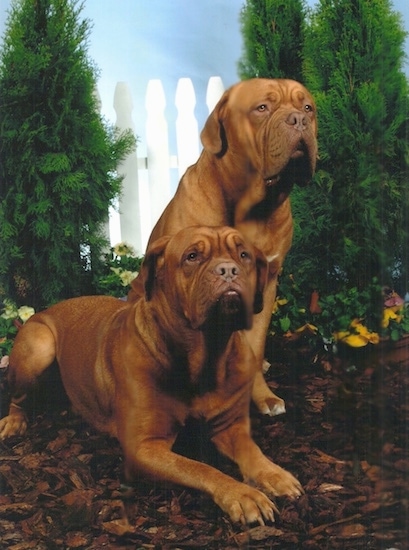 Two Dogue De Bordeaux are laying and sitting on mulch in front of a sky backdrop with evergreen arborvitae trees behind them