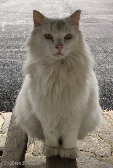 Kung Fu Kitty the domestic white longhaired cat is sitting on the corner of a wooden bench glider on a stone porch and looking towards the camera holder