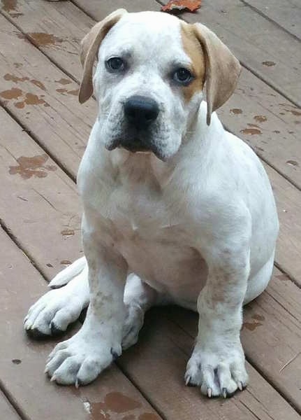 View from the front - A drop eared, white with some tan bully-mastiff looking puppy sitting on a wooden deck looking forward. The puppy has a wide chest and huge paws.