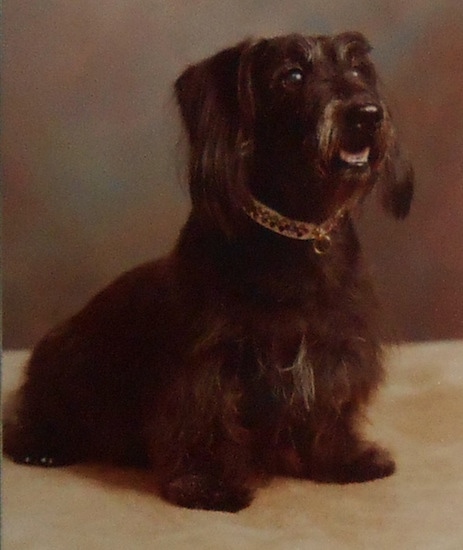 Tobie the brown Doxiepoo is standing in front of a backdrop with his mouth slightly open.