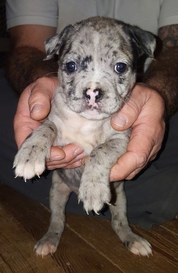 english bulldog cross staffy temperament