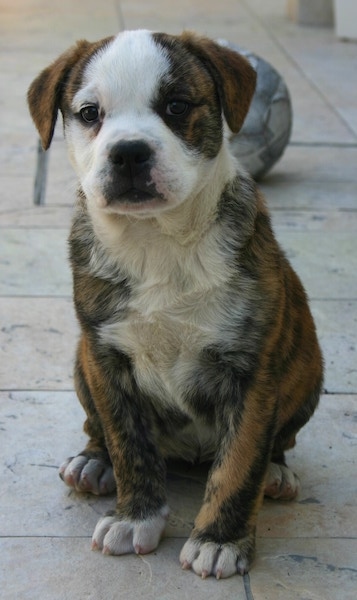 Front view of a small brown brindle puppy with a white face and chest, a black nose and ears that fold to the sides sitting down outside