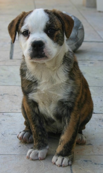 staffordshire bull terrier bulldog mix