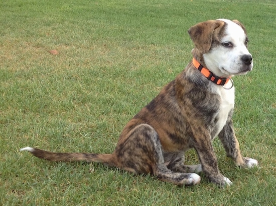 A tan and black brindle puppy with a white face and chest with white on the tips of her paws sitting down in grass looking pretty