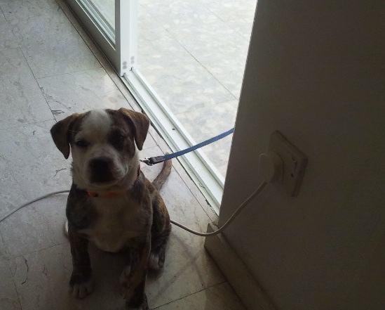 A little puppy sitting down on a power cord that is plugged into the wall in front of an open sliding door attached to a blue leash