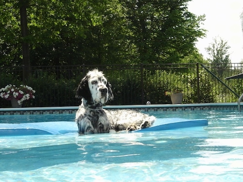 Gold rush shop english setters