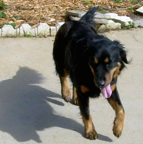 PASTOR INGLÉS - ENGLISH SHEPHERD BREED HANDOUT