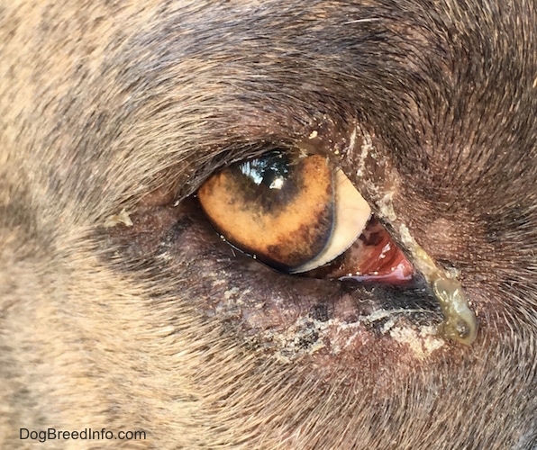 Close-up of a dog's eye with green puss along with crusty areas where it dried up coming from the corner.