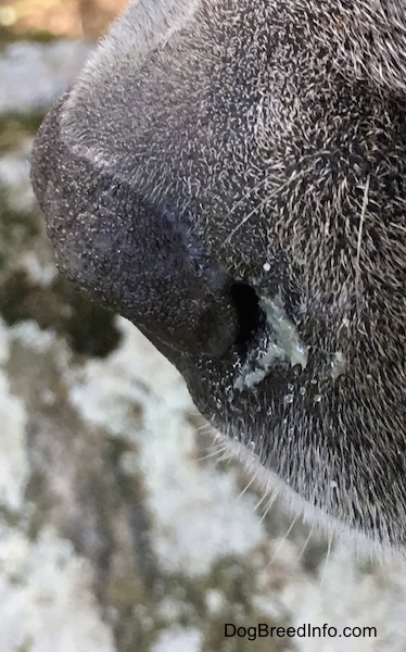 Close up of the side of a dog's nose with green mucus coming out.