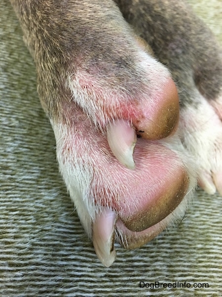 Close up of a raw, itchy, irritated pink paw on a dog