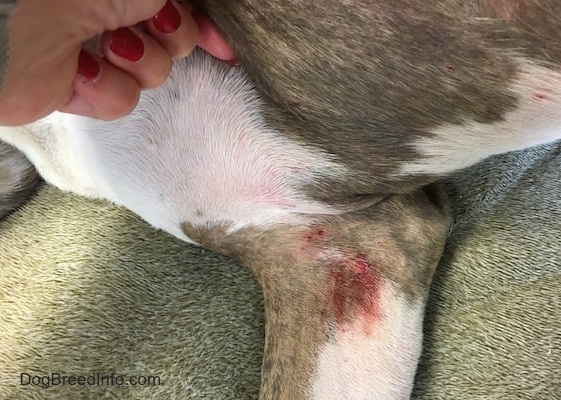 A dog laying down exposing the area under its arm pit showing a red itchy rash and pink areas on its skin.