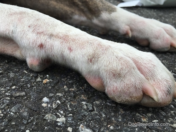 Close up of the front paws of a dog who has pink and red scabs with raw areas.