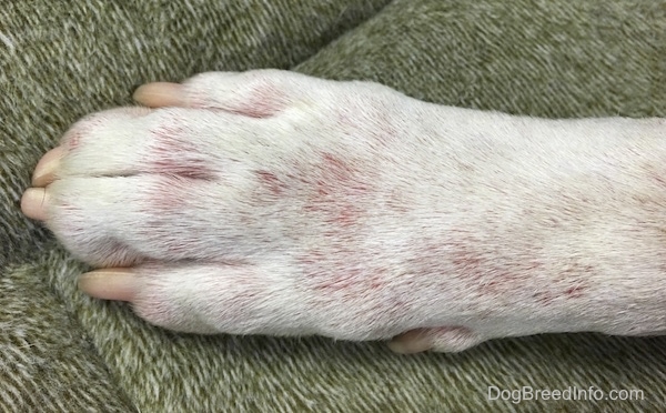 Close up of a dog's paw showing pink raw skin under its white fur.