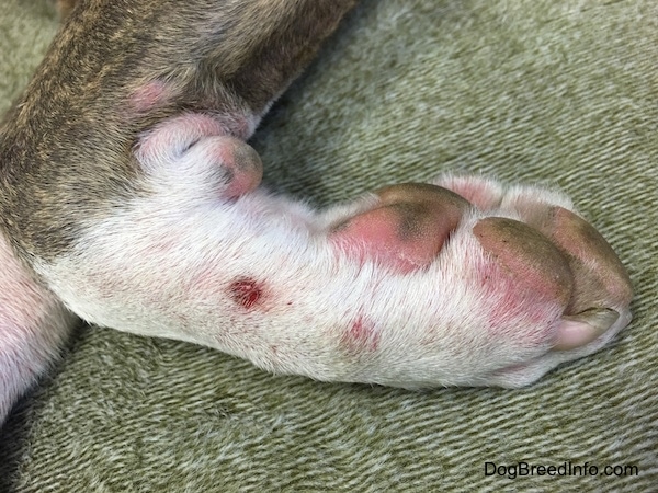 A dog's paw with red scabs and pink itchy areas