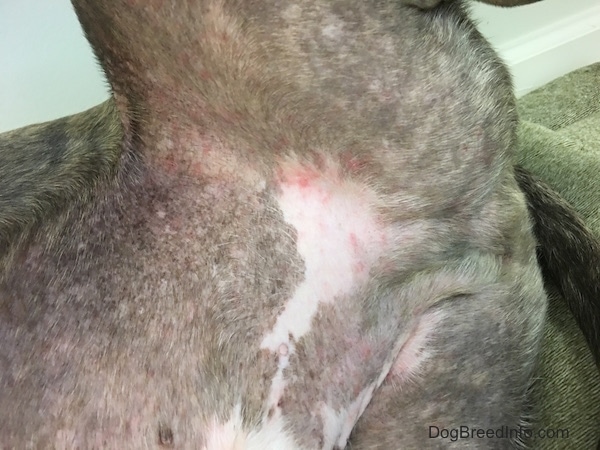 The under belly of a dog with red and pink itchy spots.