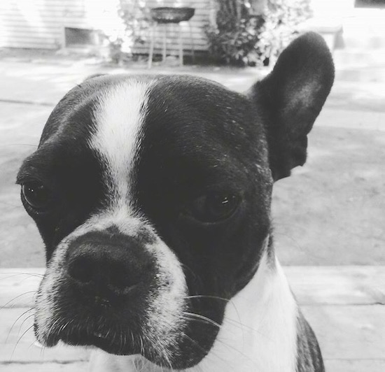 Close up head shot - A black and white photo of a black and white French Bulldog is sitting outside on a sidewalk.
