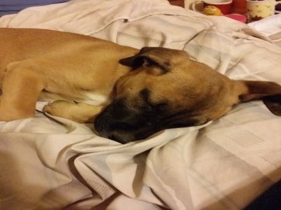 A tan with black Boxer/German Shepherd mix is sleeping on a human's tan bed