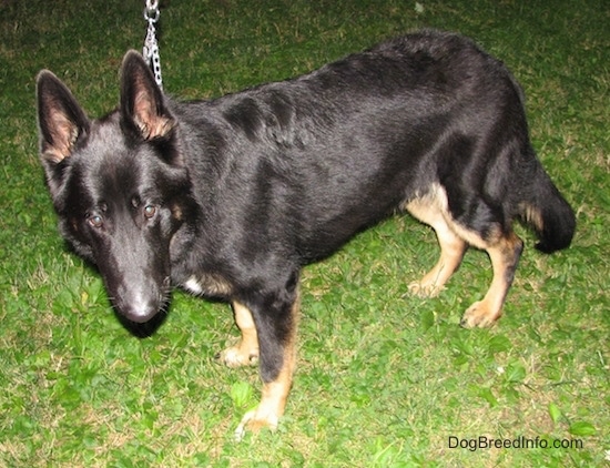 A black with tan shepherd standing outside in the grass