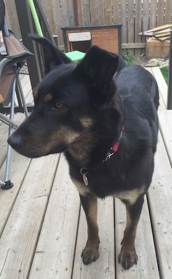 A black and tan German Sheprador standing on a wooden deck with a dog house and a wooden fence behind her.