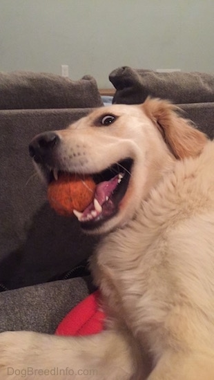 Golden Retriever laying on a red blanket behind a couch with a tennis ball in her mouth making a funny face with wild eyes