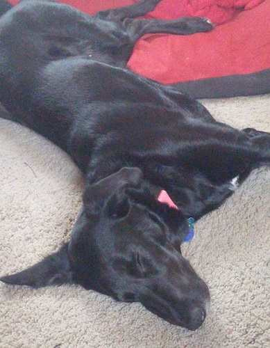 A black Greyador dog is sleeping on a tan carpet with its back legs on a red and black blanket