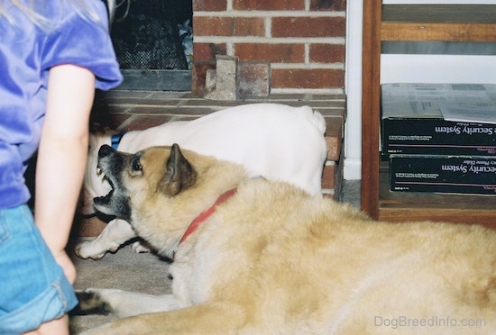 The left side of a tan dog snapping at a little girl who is bending over him