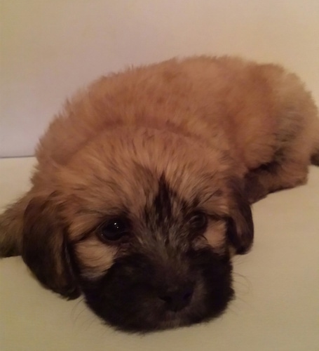 A tan with black Havanese puppy is laying down in front of a white wall