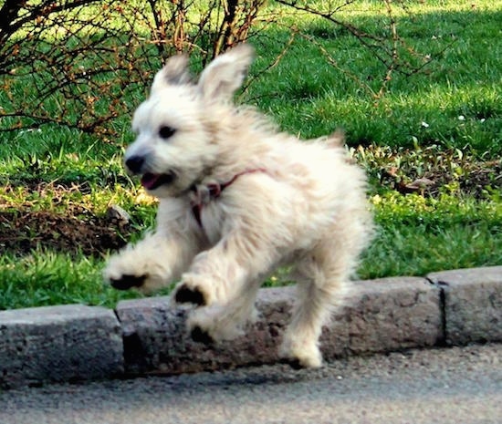 Action shot - A tan Havanese puppy is landing from a jump with all four paws off of the ground in a road with grass behind it.