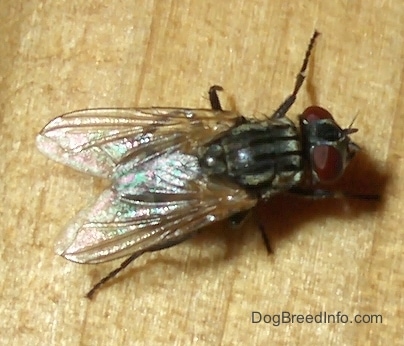 Green Bottle Fly on a wooden cabinet. Its wings are shiny, its eyes are red, back is green and its legs are black.
