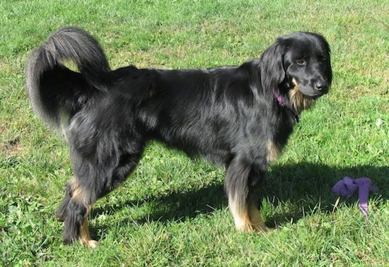 Side view - A black and tan large-breed dog standing outside in grass with a purple cloth toy in front of her.