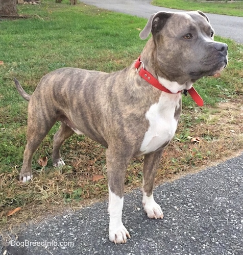 The front right side of a blue-nose brindle Pit Bull that is standing across a blacktop surface and grass looking to the right.