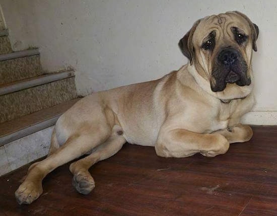 Side view - An extra large breed, large muscular, wrinkly big headed, tan with black mastiff dog laying down on a hardwood floor at the bottom of a staircase. It has extra skin on its neck and head.