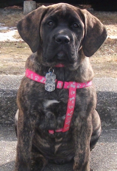 A large breed brindle puppy wiht a thick body, large head and long hanging ears wearing a hot pink harness sitting down.