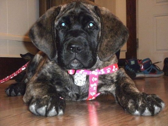 Cane Corso Great Dane Mix Puppies For Sale Goldenacresdogscom