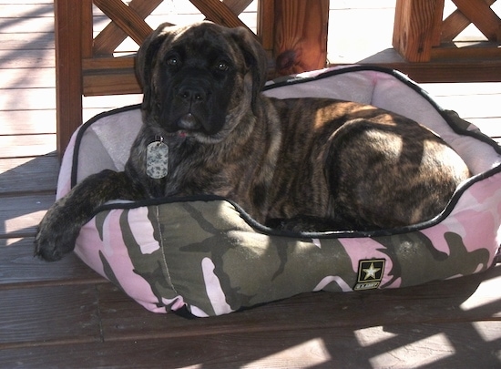 A brown brindle puppy with a black mask laying down on a pink camo dog bed outside on a deck