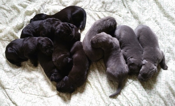 A litter of 9 newborn large breed puppies on a white and green sheet. Four pups are gray-blue and five pups are black.