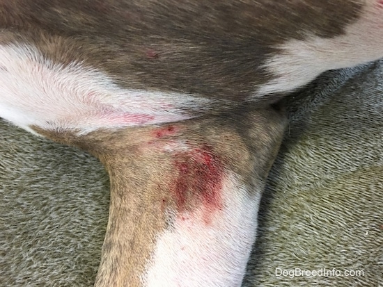 The underside of a front leg of a dog with a red bloody rash on it