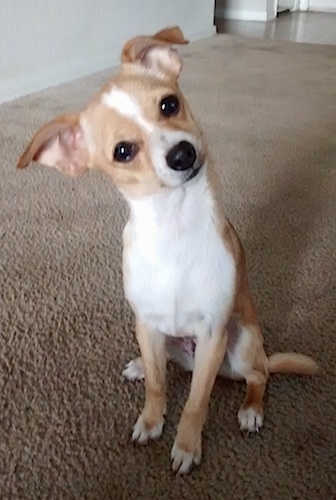 A tan with white Jack Chi is sitting on a tan carpet with its head tilted far to the left