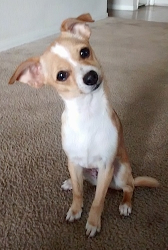 Jack Russell Terrier Chihuahua Mix Tan Online