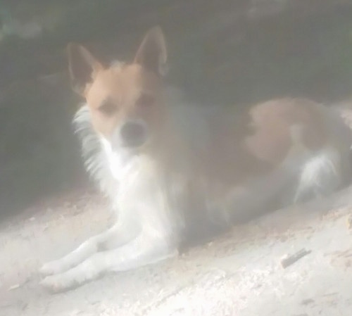 A white with brown Jack Russell Terrier is laying on a cement floor. The dog has fringe hairs coming out from its neck  and legs like a lion