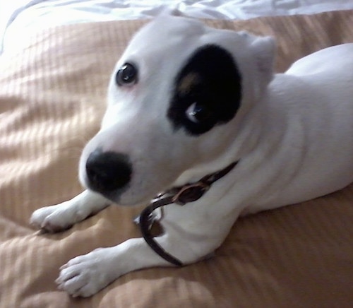 Close Up - A white with black Jack Russell Terrier laying on a human's tan bed looking up at the person holding the camera. It has a black spot around one eye.