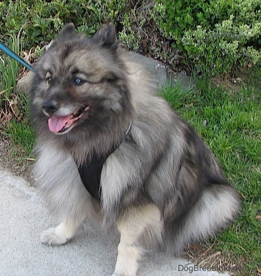 Keeshond Growth Chart