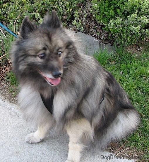 Front side view - A fluffy gray and black dog sitting in the grass with its front paws on a sidewalk with its tongue showing. It is wearing a black harness. The dog's eyes are wide and it is looking to the right. There is a big rock behind it.