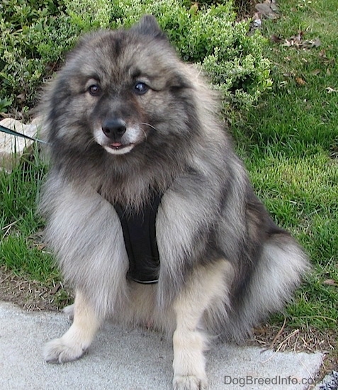Front view - A fluffy gray and black dog sitting in the grass with its front paws on a sidewalk with its tongue showing slightly. It is wearing a black harness.
