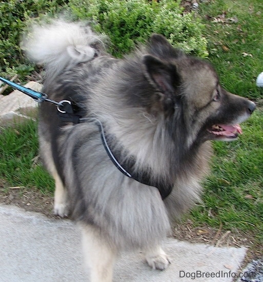 Front side view - A fluffy gray and black dog standing with its back legs in the grass with its front paws on a sidewalk with its tongue showing. It is wearing a black harness. The dog is turned with its head looking to the right.