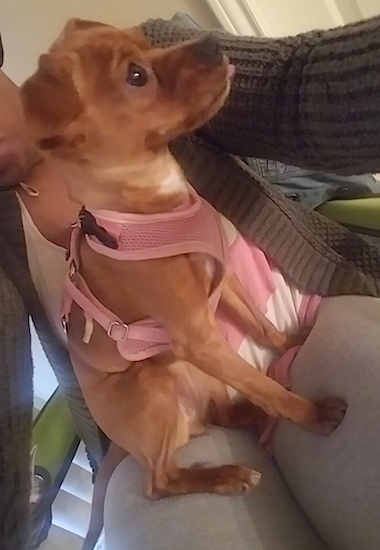 A small tan dog wearing a pink harness with drop ears and wide brown eyes sitting on person's lap facing the right. Its tongue is sticking out a little bit.